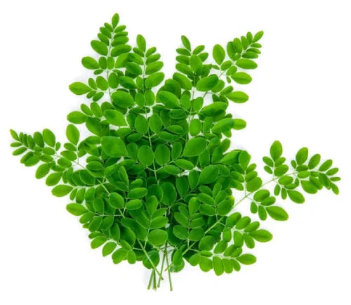 Moringa Leaf (Murungai Keerai) — முருங்கைக்கீரை