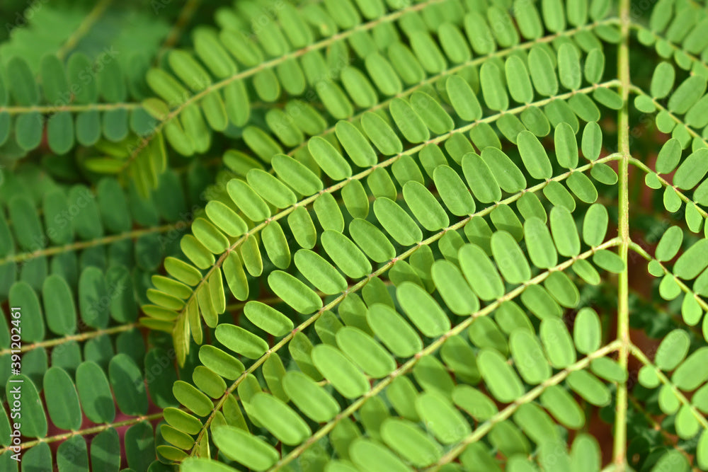 அகத்திக்கீரை ( AGATHI KEERAI )- HUMMING BIRD TREE Leaves