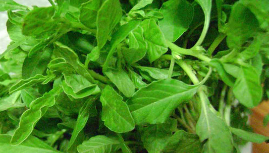 சிறுகீரை (SIRU KEERAI ) - Tropical Amaranth