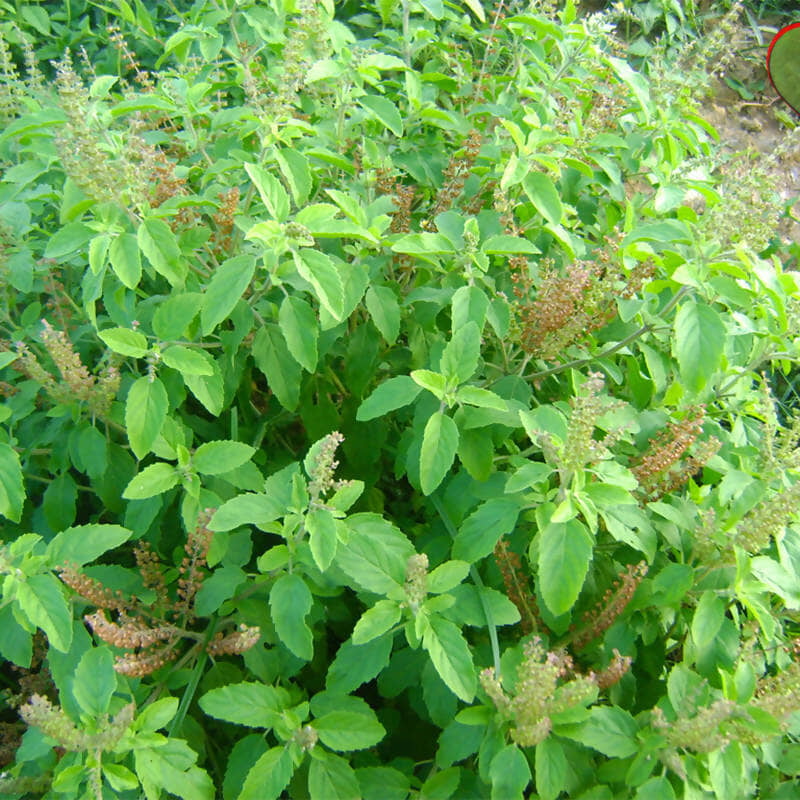 துளசி ( Thulasi ) - Holy Basil