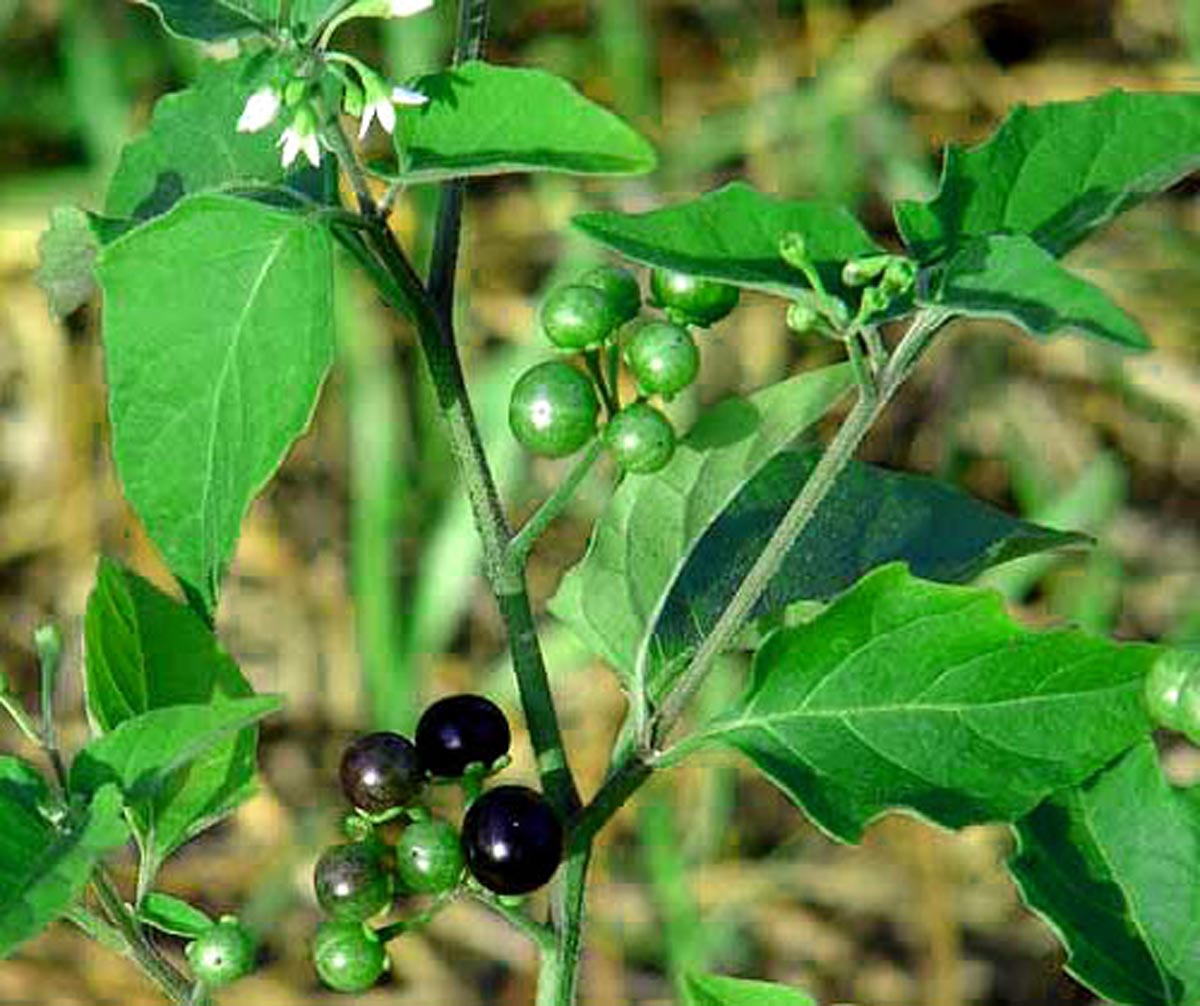 மணத்தக்காளி கீரை (MANATHAKKALI) / BLACK NIGHT SHADE