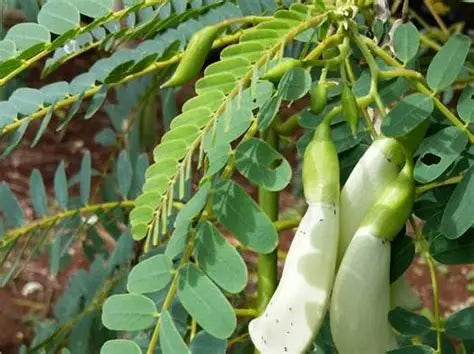 அகத்திக்கீரை ( AGATHI KEERAI )- HUMMING BIRD TREE Leaves