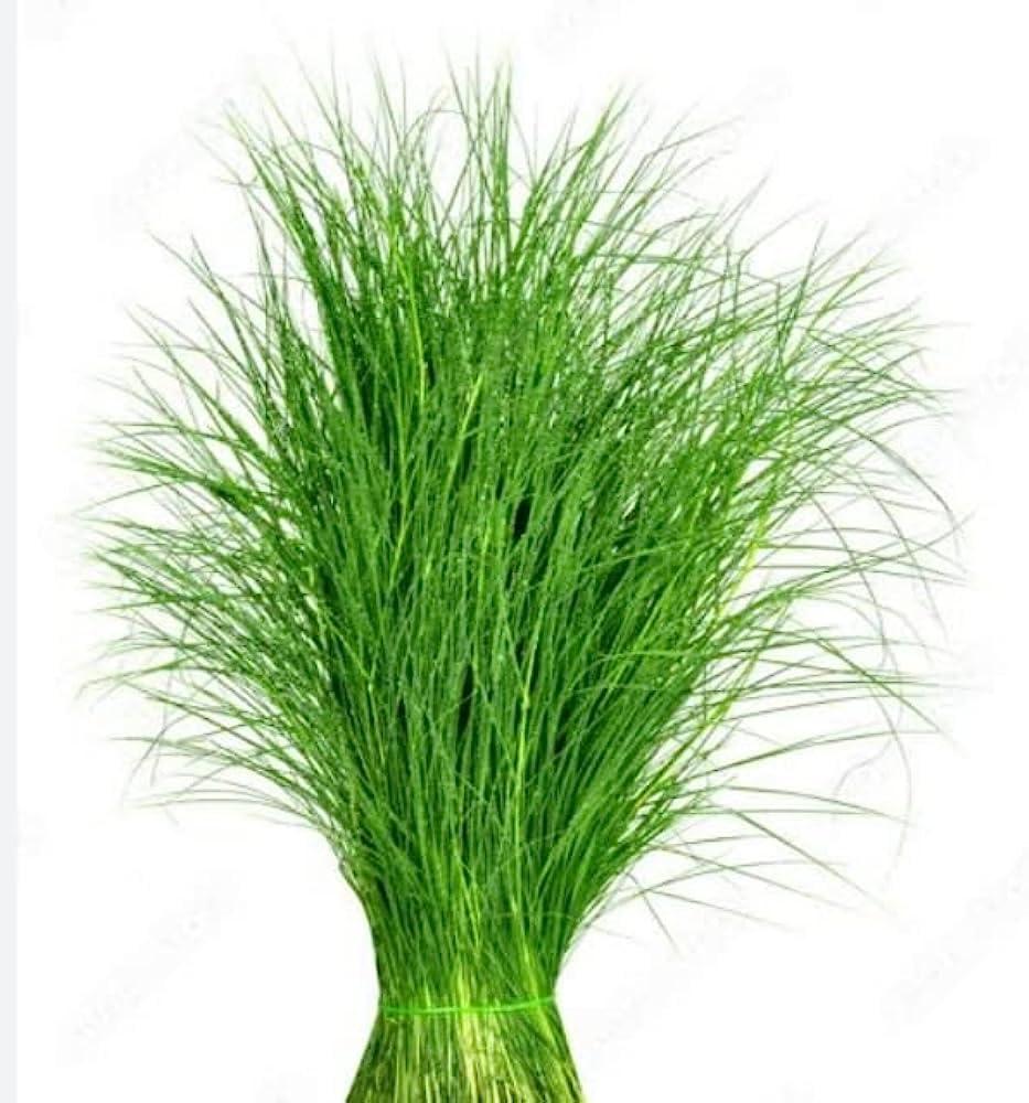 அருகம்புல் (Arugampul) - Bermuda Grass