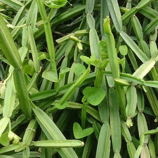 பிரண்டை (PIRANDAI ) / Adamant Creeper
