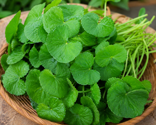 வல்லாரை கீரை (Vallarai) - Asiatic Pennywort