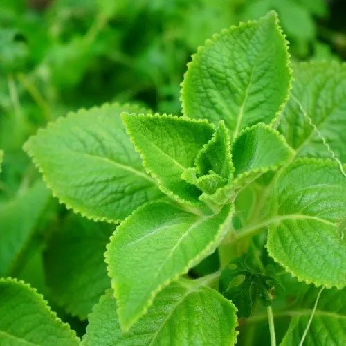 கற்பூரவல்லி ( Karpooravalli ) -  Coleus aromaticus