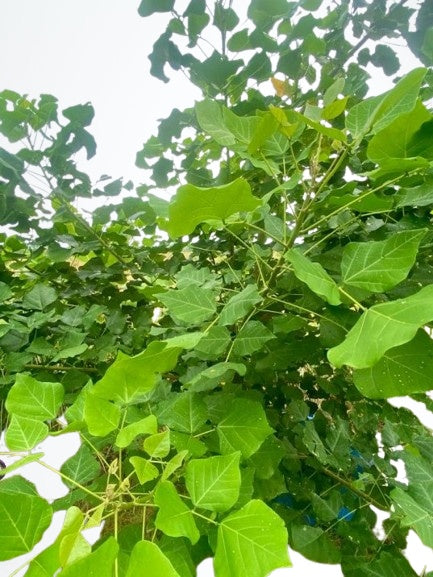கல்யாண முருங்கை ( Kalyana Murungai) - Moringa concanensis