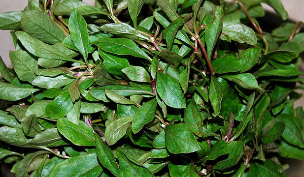 பொன்னாங்கண்ணி கீரை - Ponnanganni keerai