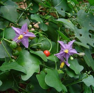 தூதுவளை (Thoothuvalai) - Purple-fruited Pea Eggplant
